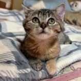 12月7日の千葉店に参加する花ねこ千葉の保護猫16