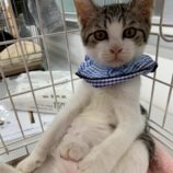 12月7日の千葉店に参加する花ねこ千葉の保護猫17