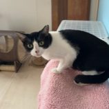 12月7日の千葉店に参加する花ねこ千葉の保護猫18