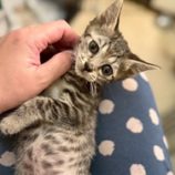 12月7日の千葉店に参加する花ねこ千葉の保護猫19