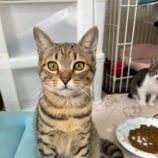 12月21日の千葉ニュータウン店に参加する花ねこ千葉の保護猫03