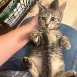 12月21日の千葉ニュータウン店に参加する花ねこ千葉の保護猫04