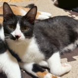 12月21日の千葉ニュータウン店に参加する花ねこ千葉の保護猫06