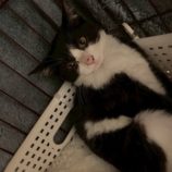 12月21日の千葉ニュータウン店に参加する花ねこ千葉の保護猫07