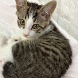 12月21日の千葉ニュータウン店に参加する花ねこ千葉の保護猫08