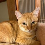 12月21日の千葉ニュータウン店に参加する花ねこ千葉の保護猫09