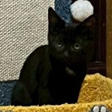 12月21日の千葉ニュータウン店に参加する花ねこ千葉の保護猫10