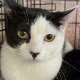 12月21日の千葉ニュータウン店に参加する花ねこ千葉の保護猫13