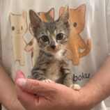 12月21日の千葉ニュータウン店に参加する花ねこ千葉の保護猫15