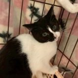 12月21日の千葉ニュータウン店に参加する花ねこ千葉の保護猫16