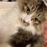 12月21日の千葉ニュータウン店に参加する花ねこ千葉の保護猫17