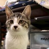 12月21日の千葉ニュータウン店に参加する花ねこ千葉の保護猫18