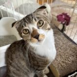 12月21日の千葉ニュータウン店に参加する花ねこ千葉の保護猫19