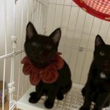 12月21日の千葉ニュータウン店に参加する花ねこ千葉の保護猫20