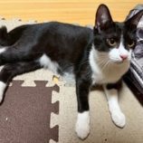 12月21日の千葉ニュータウン店に参加する花ねこ千葉の保護猫22