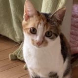 12月21日の千代田店に参加するアニマルフレンドの保護猫01