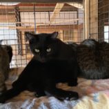 12月21日の千代田店に参加するアニマルフレンドの保護猫02