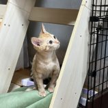 12月21日の千代田店に参加するアニマルフレンドの保護猫03