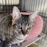 12月21日の千代田店に参加するアニマルフレンドの保護猫05