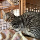 12月21日の千代田店に参加するアニマルフレンドの保護猫06