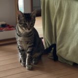 12月21日の千代田店に参加するアニマルフレンドの保護猫07