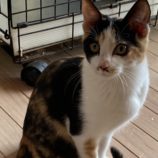 12月21日の千代田店に参加するアニマルフレンドの保護猫08