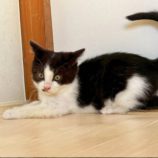 12月21日の千代田店に参加するそなどらすの保護猫01