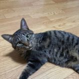 12月21日の千代田店に参加するそなどらすの保護猫03