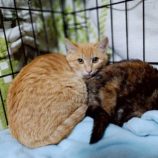 12月21日の千代田店に参加するそなどらすの保護猫04