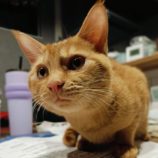 12月21日の千代田店に参加するそなどらすの保護猫05