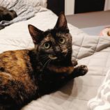 12月21日の千代田店に参加するそなどらすの保護猫06