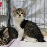 12月21日の千代田店に参加するそなどらすの保護猫08