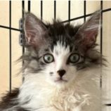 12月21日の千代田店に参加するそなどらすの保護猫09