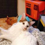 12月21日の千代田店に参加するそなどらすの保護猫10