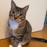 12月14日のひたちなか店に参加するネコスぺ事務局の保護猫01