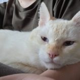 12月14日のひたちなか店に参加するネコスぺ事務局の保護猫02