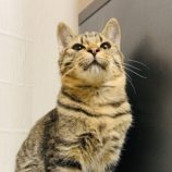 12月14日のひたちなか店に参加するネコスぺ事務局の保護猫04