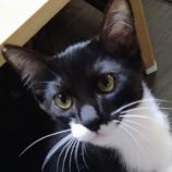 12月14日のひたちなか店に参加するネコスぺ事務局の保護猫05