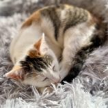 12月14日のひたちなか店に参加するネコスぺ事務局の保護猫06