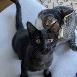 12月14日のひたちなか店に参加するネコスぺ事務局の保護猫08