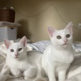 12月14日のひたちなか店に参加するネコスぺ事務局の保護猫09