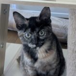 12月14日のひたちなか店に参加するネコスぺ事務局の保護猫10