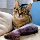 12月14日のひたちなか店に参加するネコスぺ事務局の保護猫11