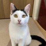 12月14日のひたちなか店に参加するネコスぺ事務局の保護猫12