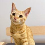 12月14日のひたちなか店に参加するネコスぺ事務局の保護猫14