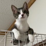 12月14日のひたちなか店に参加するネコスぺ事務局の保護猫16