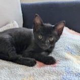 12月14日のひたちなか店に参加するネコスぺ事務局の保護猫17