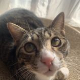 12月14日のひたちなか店に参加するネコスぺ事務局の保護猫18