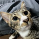 12月14日のひたちなか店に参加するネコスぺ事務局の保護猫19