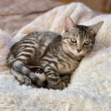 12月14日のひたちなか店に参加するネコスぺ事務局の保護猫20